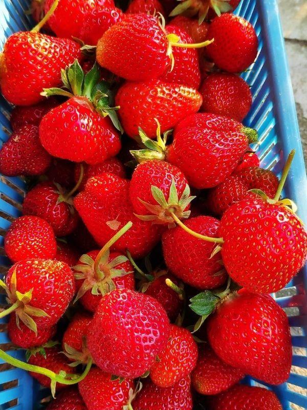 Bio Erdbeeren Görlitz Wochenmarkt