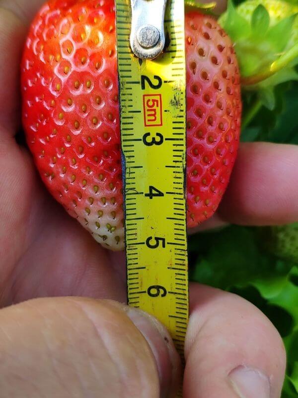 Bio Erdbeeren Görlitz - Wochenmarkt Verkauf 1