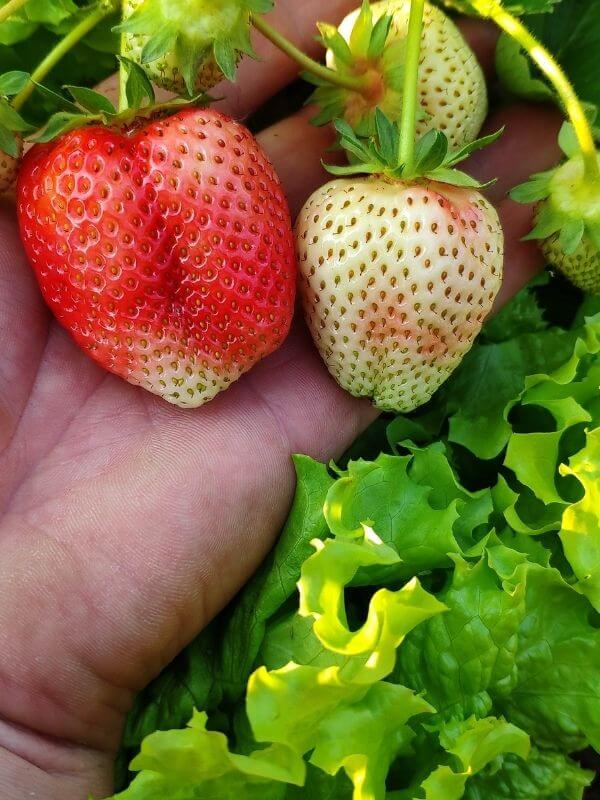 Bio Erdbeeren Görlitz - Wochenmarkt Verkauf