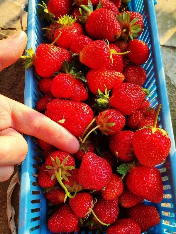 Bio Erdbeeren Görlitz