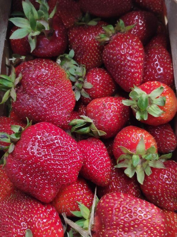 Bio Erdbeeren Görlitzer Wochenmarkt