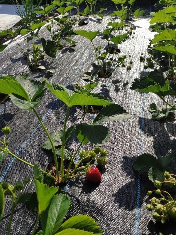 Bio Erdbeeren in Görlitz - Obst- und Gemüse Markt 1