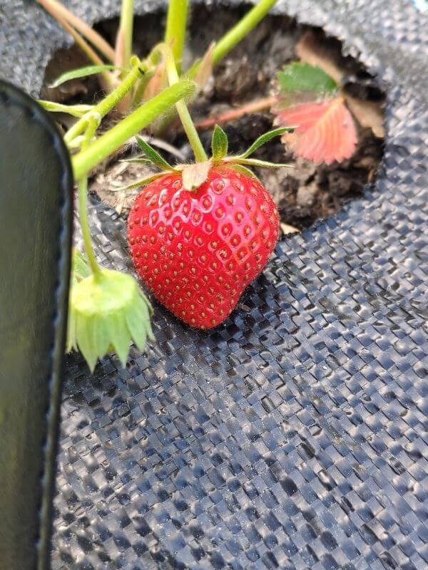 Bio Erdbeeren in Görlitz - Obst- und Gemüse Markt 2