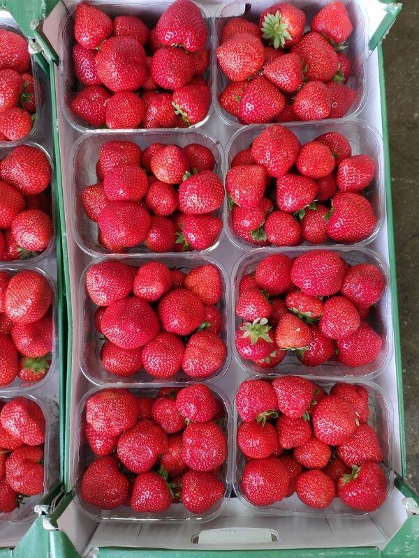 Bio Erdbeeren in Görlitz - Obst- und Gemüse Markt