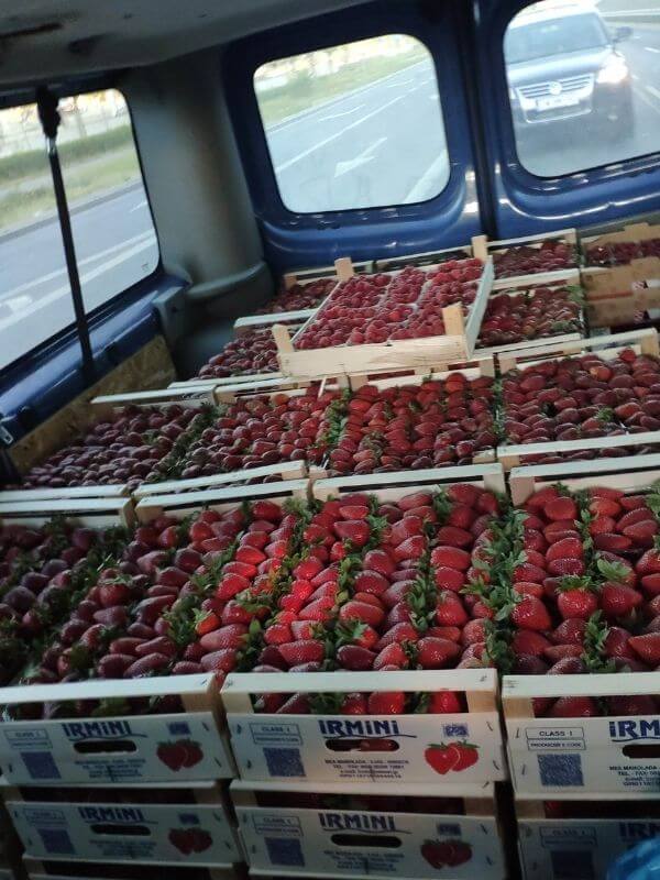 Bio Erdbeeren in Görlitz - Obst- und Gemüse Wochenmarkt 1