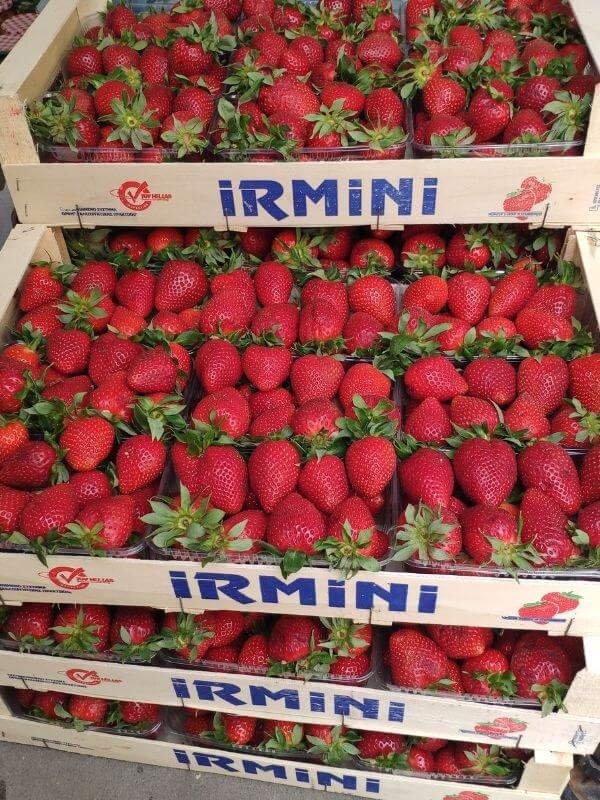 Bio Erdbeeren in Görlitz - Obst- und Gemüse Wochenmarkt 2