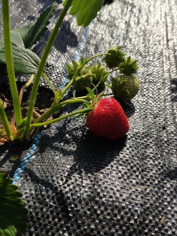 Bio Erdbeeren in Görlitz - Obst- und Gemüse Wochenmarkt