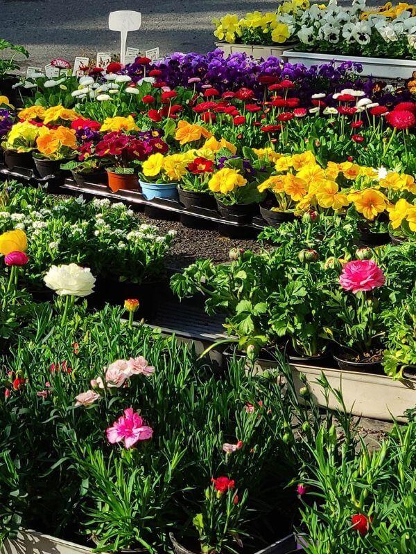 Blumen Görlitz Wochenmarkt