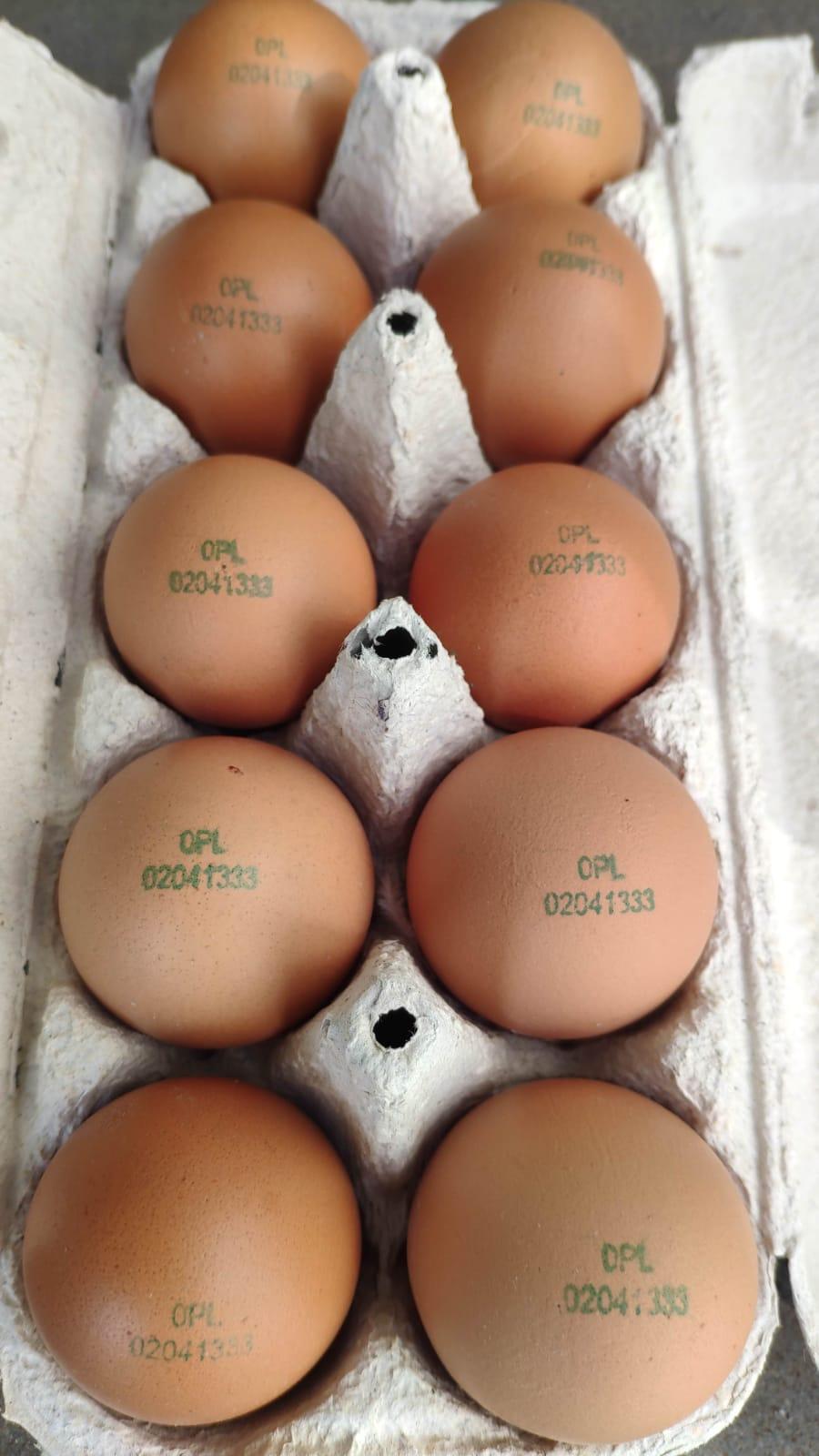 Eier in Görlitz kaufen