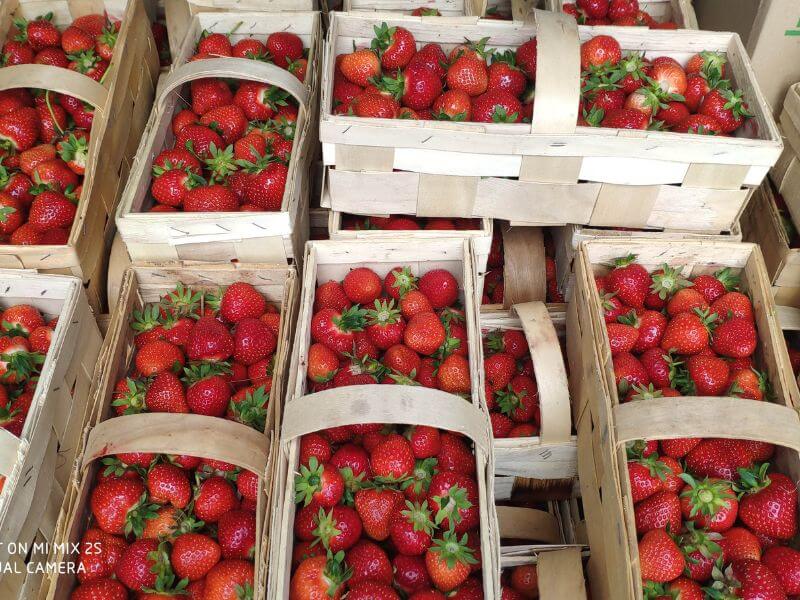 Frische Bio Erdbeeren - Görlitz 1