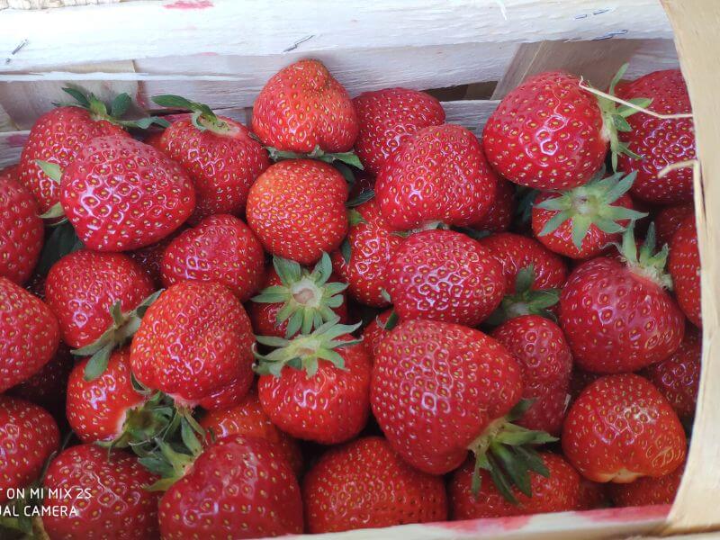 Frische Bio Erdbeeren - Görlitz 2