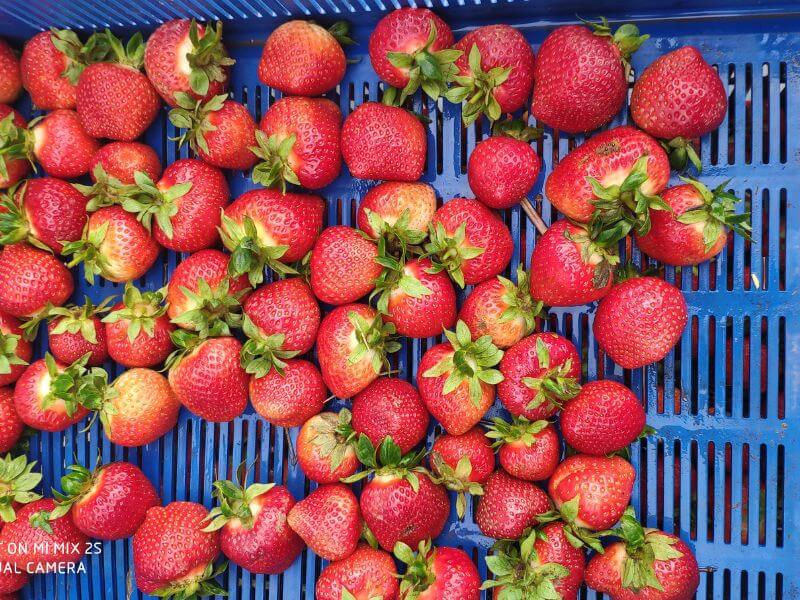 Frische Bio Erdbeeren - Görlitz 3