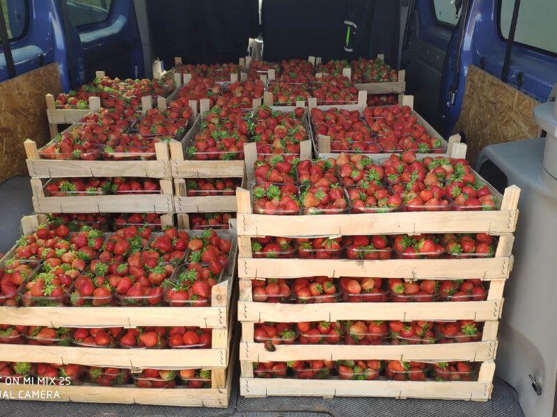 Frische Bio Erdbeeren - Görlitz 4