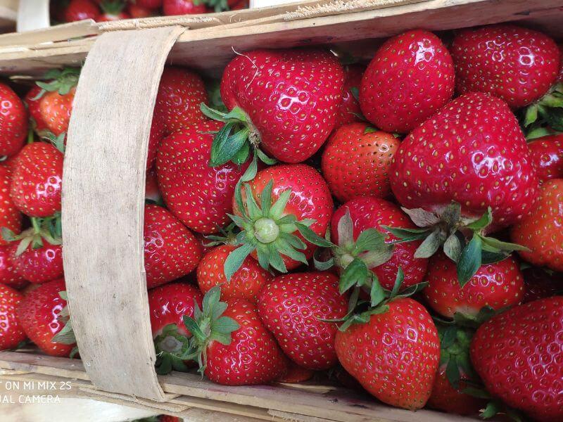 Frische Bio Erdbeeren - Görlitz