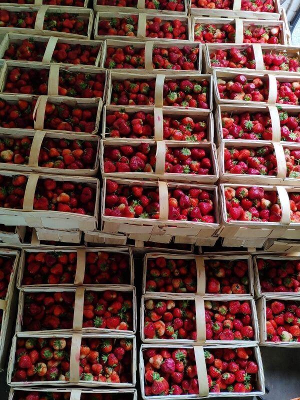 Frische Bio Erdbeeren Verkauf in Görlitz 2