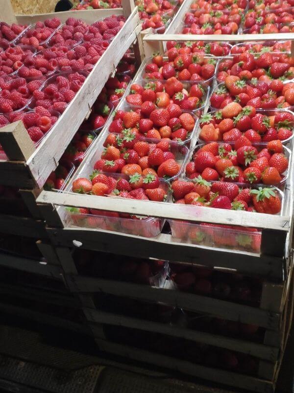 Frische Erdbeeren Verkauf Görlitz Wochenmarkt 2
