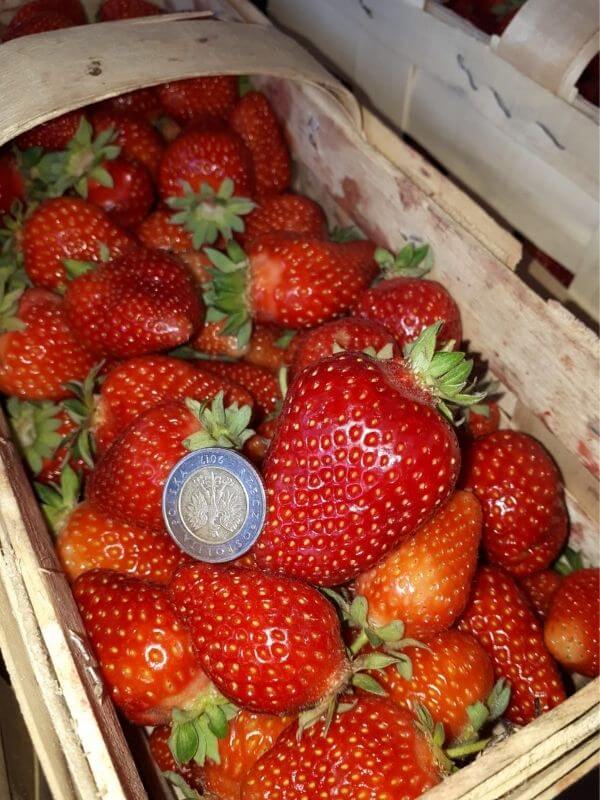Frische Erdbeeren Verkauf Görlitz