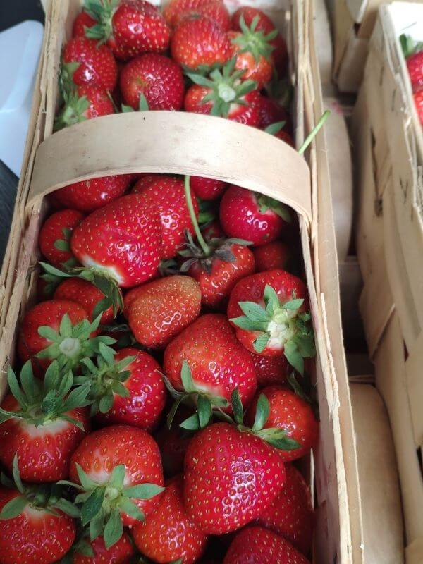 Frische bio Erdbeeren Görlitz