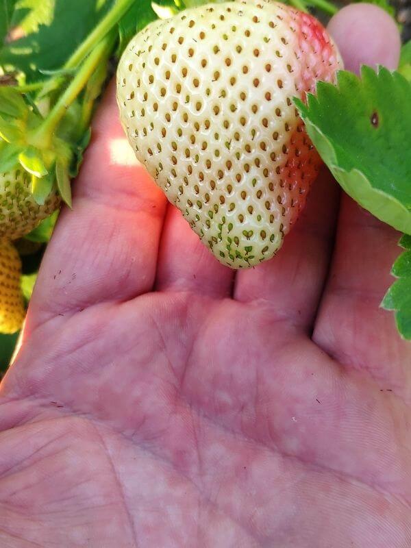 Frische bio Erdbeeren Görlitz - Görlitzer Wochenmarkt 1