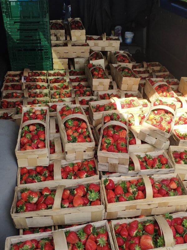 Frische bio Erdbeeren Görlitz Verkauf