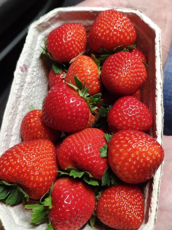 Frische bio Erdbeeren Görlitz Wochenmarkt