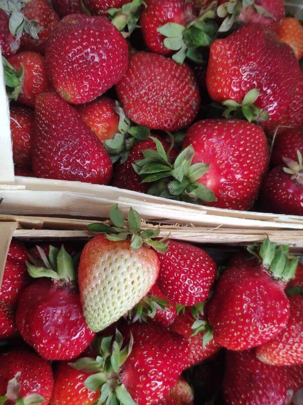 Frische bio Erdbeeren in Görlitz - Wochenmarkt 1