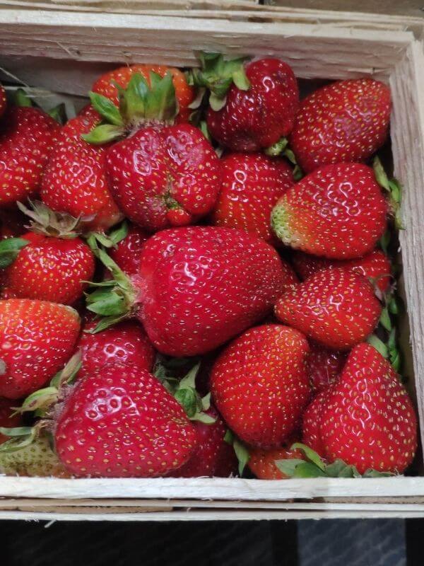 Frische bio Erdbeeren in Görlitz - Wochenmarkt