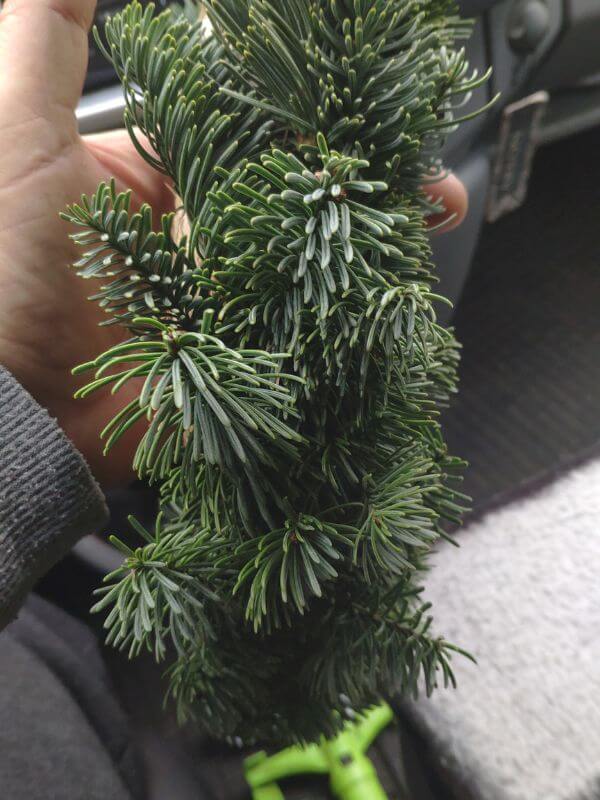 Görlitz Wochenmarkt Tannen