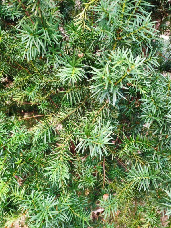 Görlitz Wochenmarkt Tannenbaum