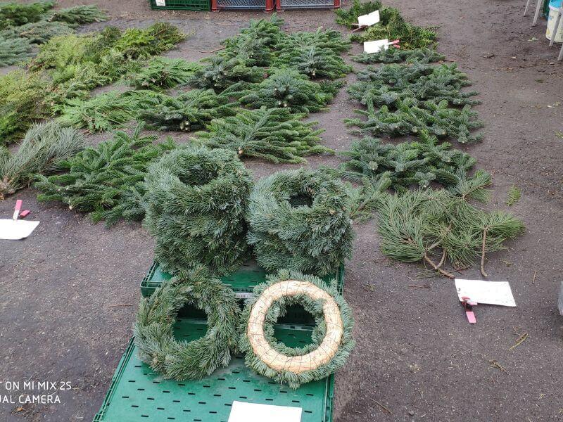 Görlitz Wochenmarkt Zweige, Tannen Verkauf