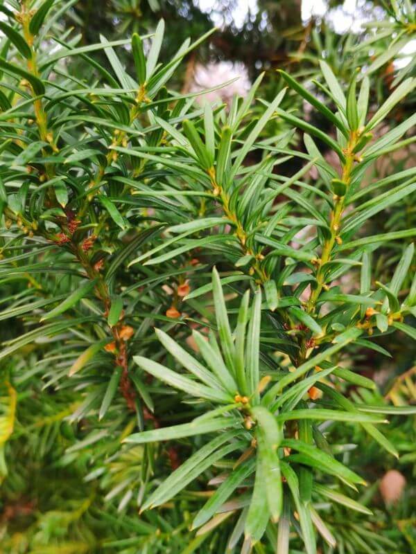Görlitz Wochenmarkt Zweige, Tannen