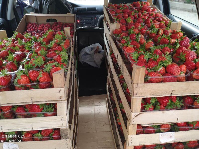 Görlitz Wochenmarkt - frische Erdbeeren 2