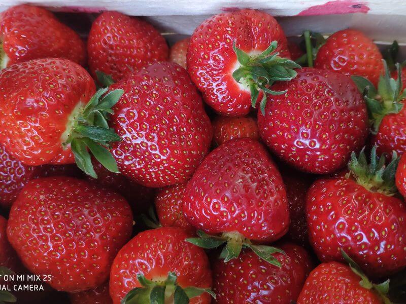 Görlitz Wochenmarkt - frische Erdbeeren 3