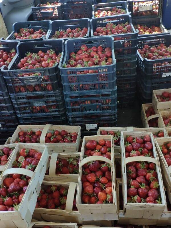 Görlitz Wochenmarkt frisches Obst - bio Erdbeeren