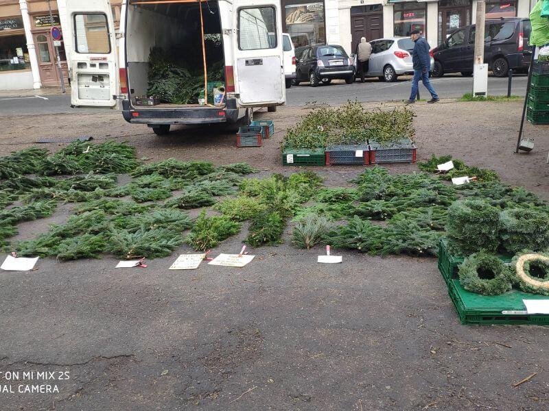 Görlitz Zweige und Tannen Verkauf