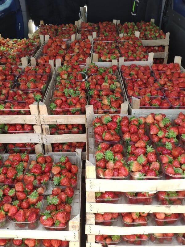 Görlitz frische Erdbeeren Wochenmarkt 1