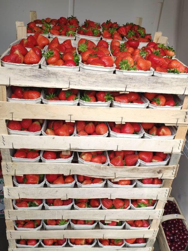 Görlitz frische Erdbeeren Wochenmarkt 2