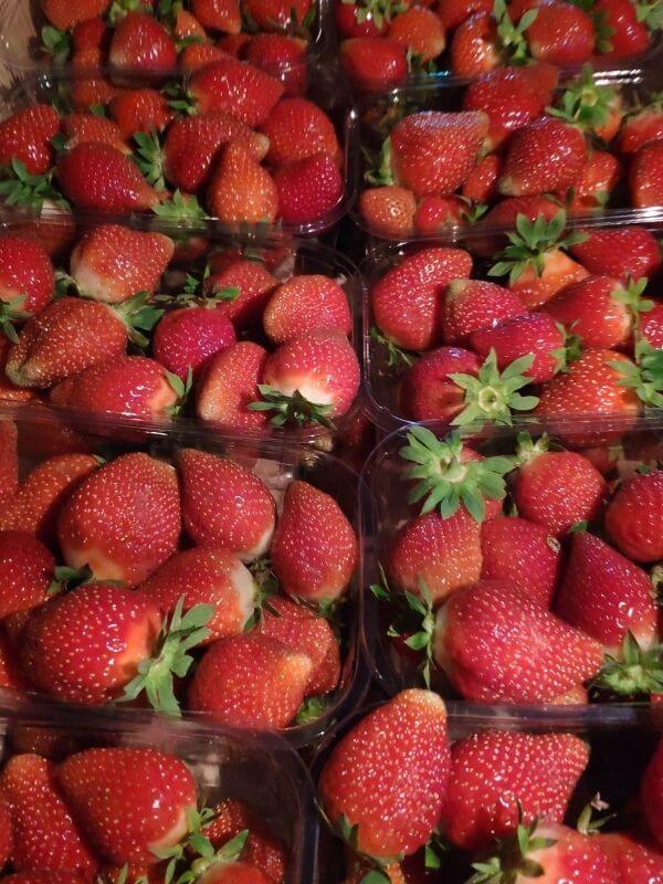 Görlitz frische Erdbeeren Wochenmarkt 4