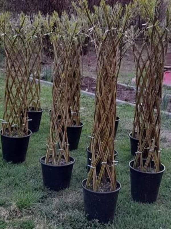 Görlitzer Wochenmarkt - Garten Dekoration Görlitz 4