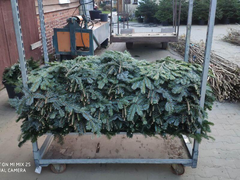 Görlitzer Wochenmarkt - Tannen und Zweige Verkauf