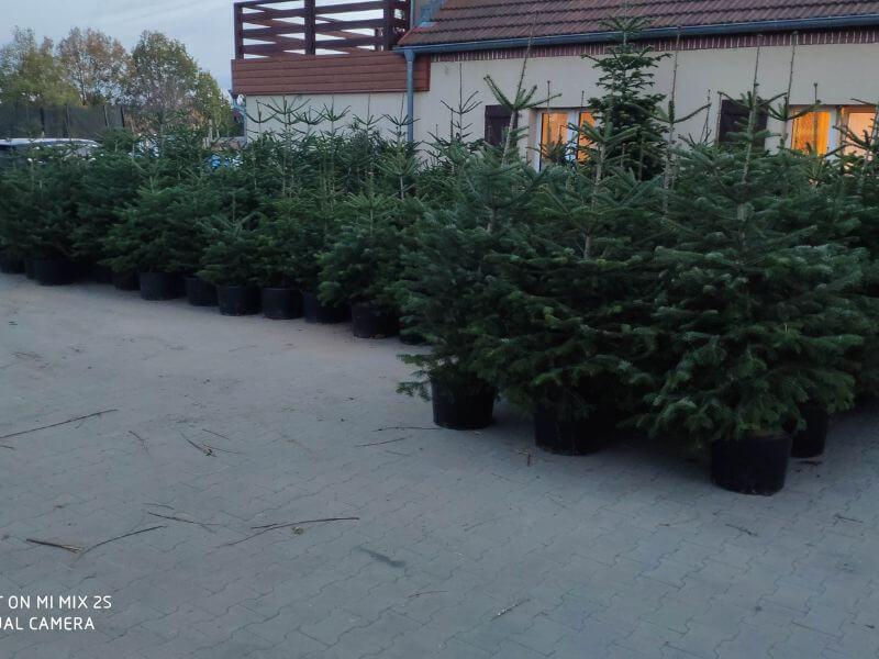 Görlitzer Wochenmarkt Tannen und Zweige