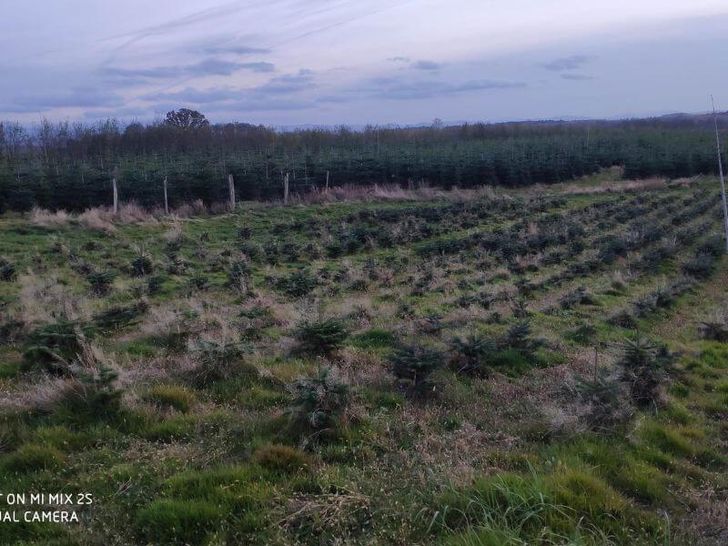 Görlitzer Wochenmarkt Verkauf Zweige, Tannen