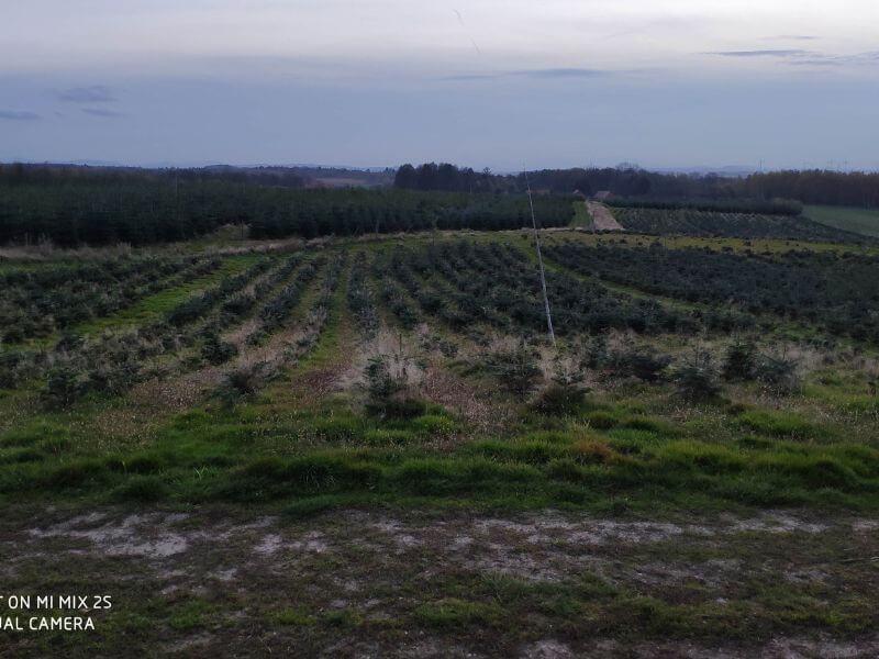 Görlitzer Wochenmarkt Zweige, Tannen Verkauf
