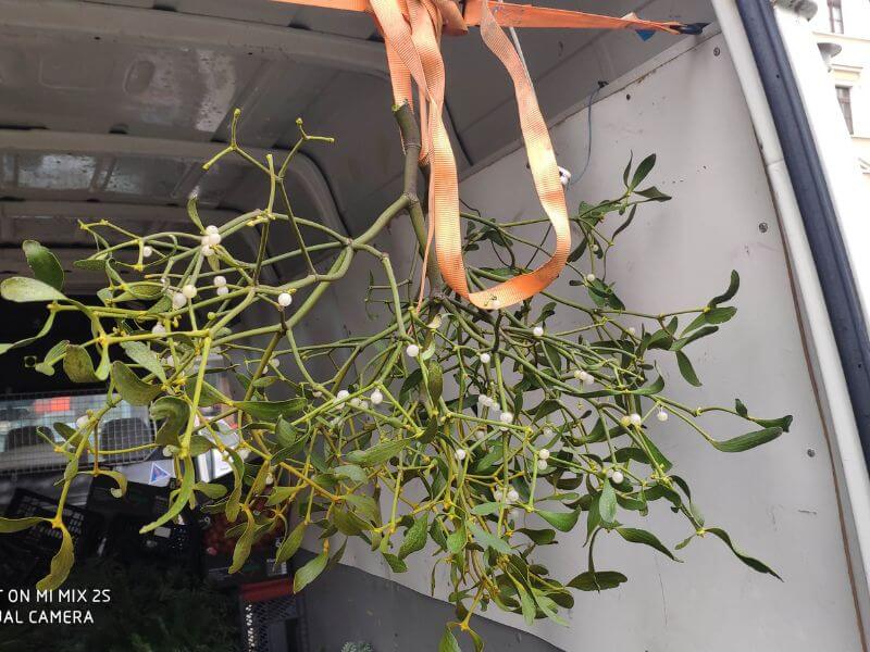 Görlitzer Wochenmarkt Zweige, Tannen