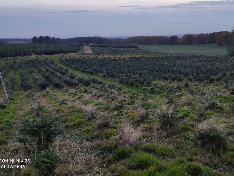 Görlitzer Wochenmarkt Zweige, Tannenbaum Verkauf