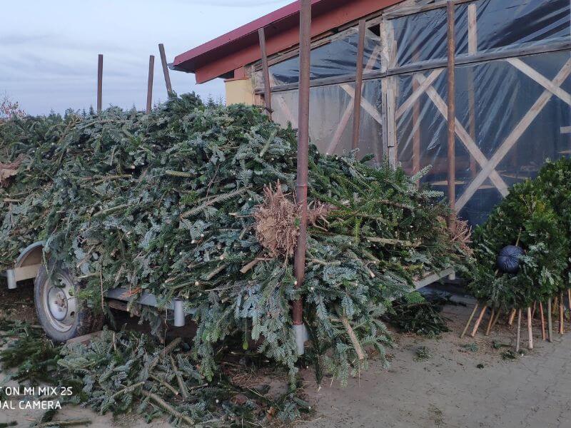 Görlitzer Wochenmarkt Zweige, Tannenbaum