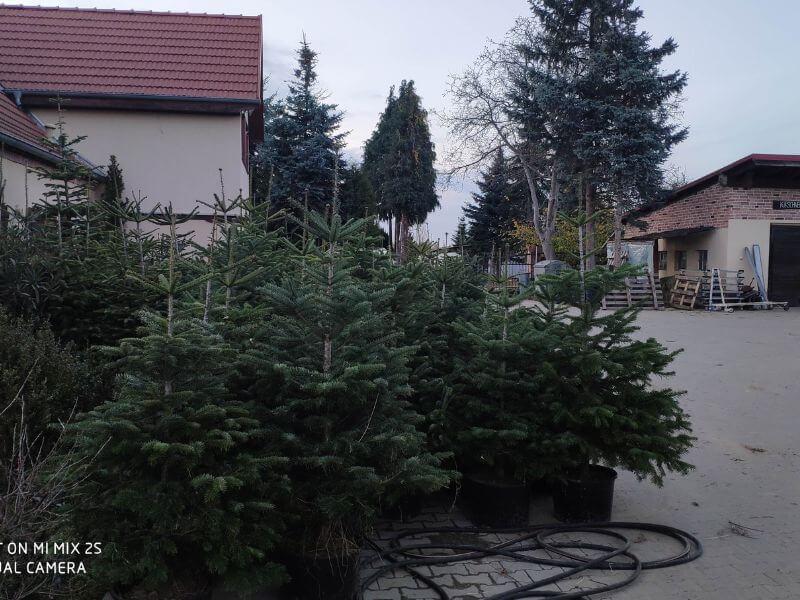 Görlitzer Wochenmarkt Zweige, Tannenbäume Verkauf