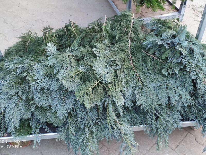 Görlitzer Wochenmarkt Zweige Verkauf, Tanne