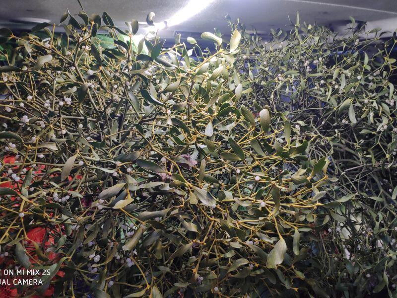 Görlitzer Wochenmarkt Zweige und Tannen