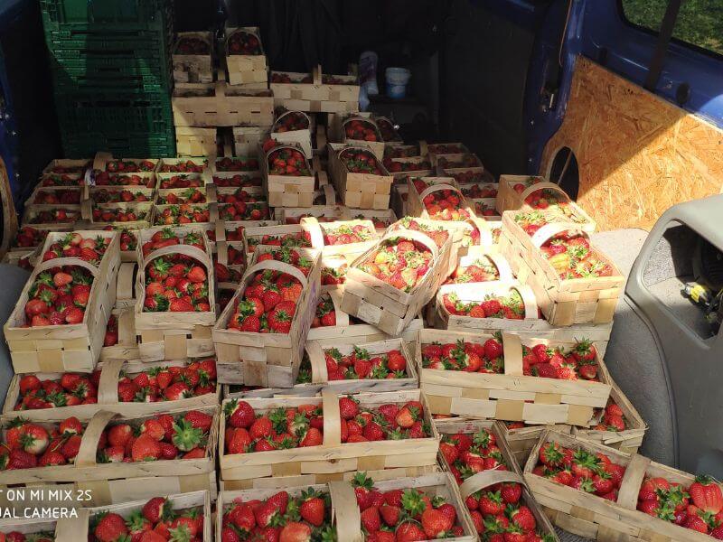 Obst Wochenmarkt Görlitz - Erdbeeren 2